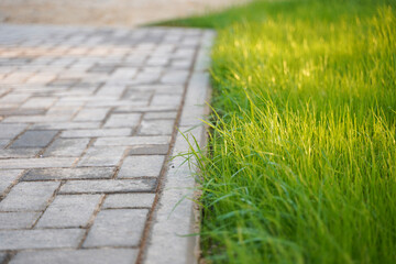 Fresh green lawn made of young grass near the sidewalk made of tiles