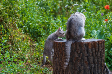 Adorable kitten play with their mother in garden. Cute funny home pets. Close up domestic animal