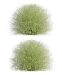 3d rendering of Miscanthus sinensis Gracillimus grass isolated