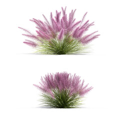3d rendering of muhly grass isolated