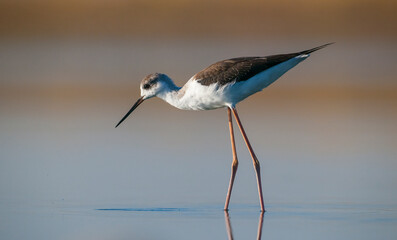 Black-winged Stilt (Himantopus himantopus) is usually feeds in freshwater areas, lake edges, seaside and river beds. It is also broadcast in Australia, New Zealand, Asia, Europe, America and Africa.