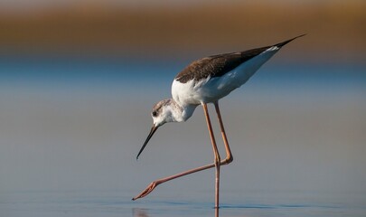 Black-winged Stilt (Himantopus himantopus) is usually feeds in freshwater areas, lake edges, seaside and river beds. It is also broadcast in Australia, New Zealand, Asia, Europe, America and Africa.