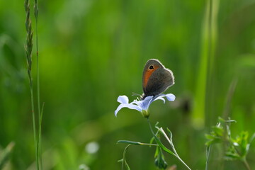 Close up of a small heath butterfly and an asian flax flower