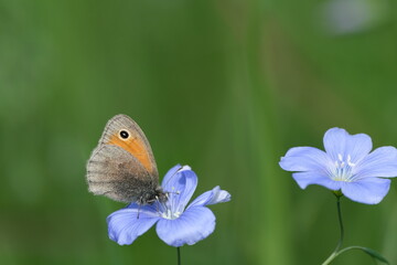 Small heath butterfly feeding from an asian flax flower, macro