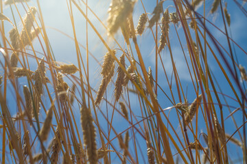 Ripe ears of rye against the blue sky in the rays of light in hot summer