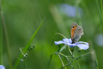 Close up of a small heath butterfly resting on an asian flax flower