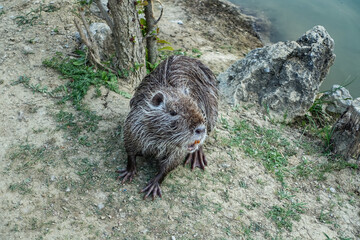 A nutria rodent in a park near the city of Yalta. Crimea 2021