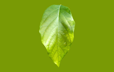 Isolated avocado leaf with clipping paths.