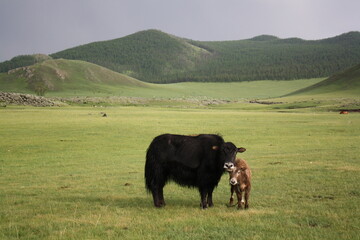 Yak and calf in the quiet Orkhon valley, Ovorkhangai province, Mongolia. The yaks in the country usually inhabit vast steppe as well as meadows at high altitudes. 