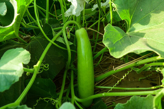 close up of bottle gourd hanging on vine