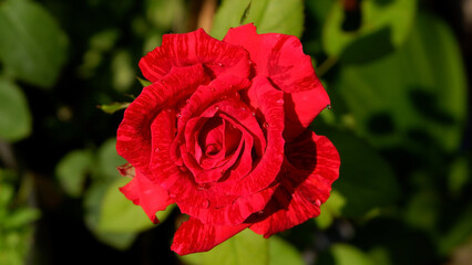 selective focus of red roses in bloom