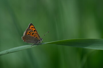 Macro close up of a common copper butterfly resting on a blade of grass