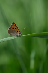 Vertical image of a common copper butterfly resting on a blade of grass