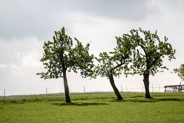 Fototapeta na wymiar Windschiefe Obstbäume