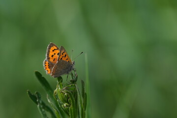 Small copper butterfly in nature
