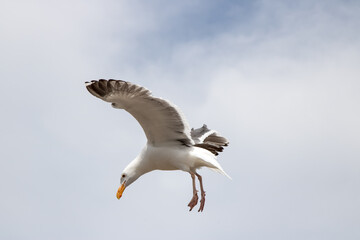 Möwe im Anflug