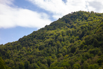Fototapeta na wymiar Coniferous mountains of the Caucasus.