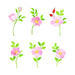Obraz na płótnie Canvas Rosa Canina or Dog Rose with Pale Pink Flowers and Red Rose Hips Vector Set
