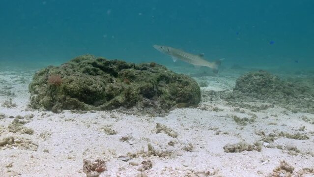 Barracuda Fish In The Coral Reef With Colorful Marine Fishes. underwater