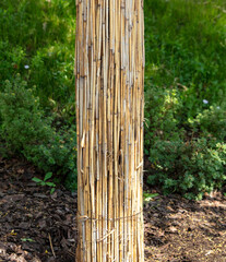 Obraz premium Reed protection of a tree trunk in the park