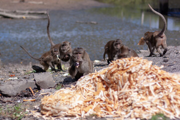Group of macaque monkeys eat crust of bread from large pile on the ground. Selective focus, blurred background. Front view. Horizontal.