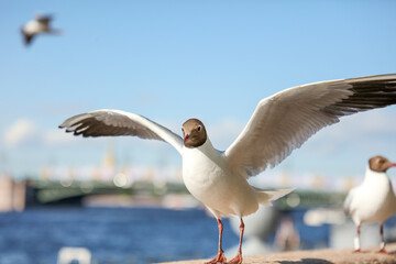 Fototapeta na wymiar Seagull portrait on the embankment