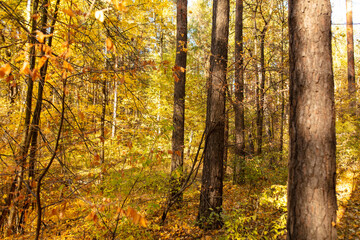 Trees in the forest in autumn.