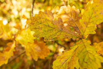 Obraz premium Yellow oak leaves in the forest in autumn.