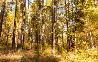 Yellow birches in the forest in autumn.