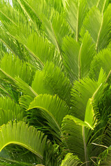 green palm leaves as background