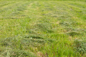 Mown meadow with green grass in summer, hay harvesting