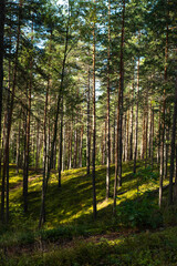 Fototapeta premium Dense forest of young pines with thick moss on the ground