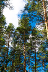 Obraz premium The blue sky shines through the dense crowns of evergreen pines