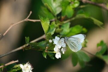 Green veined White butterfly on a flower