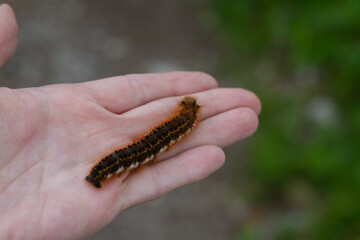 Caterpillar on the palm of a person, a hairy insect, a large black, brown, orange caterpillar crawls on the fingers on the hand on a green background of leaves in summer