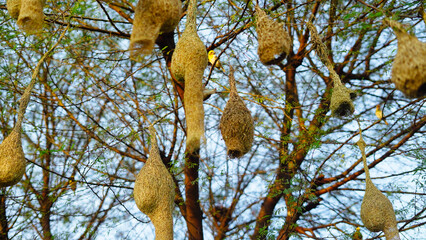 Sunny day, Hanging birds many nest in a acacia tree branch. Landscape view of group of baya weaver bird nests hanging on the acacia tree.