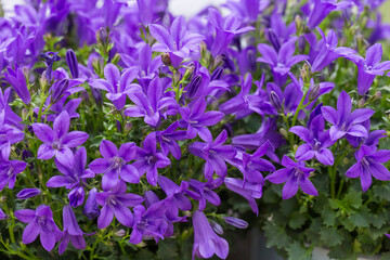 Outdoor spring purple flowers, Clustered Bellflower, Campanula glomerata L
