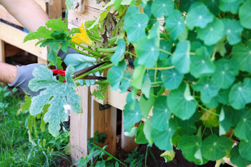 Person cuts infected leaves from marrow squash plant bush