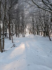 Snow covered trees