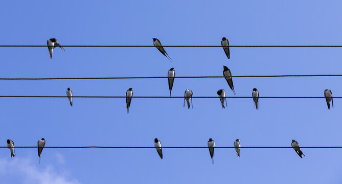 Swallow Birds are on wires under blue sky