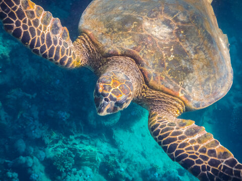 closeup view from a green sea turtle in marsa alam