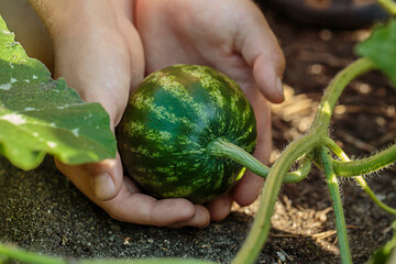 small watermelon in the hands of a child