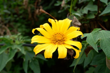 Fototapeta premium beautiful yellow flower with dew on it