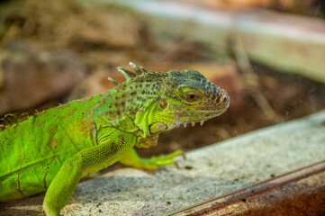 Zoo in Myslecinek quarter in Bydgoszcz, Kuyavian-Pomeranian Voivodeship, Poland.