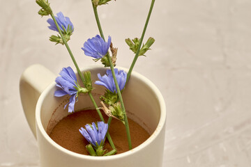 chicory powder and chicory flowers in a coffee mug