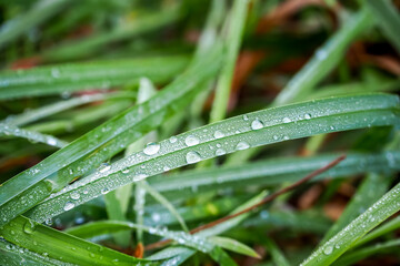 green grass with water drops natural background
