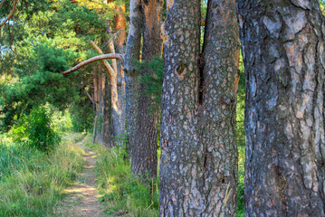 A path in a pine forest on a sunny day