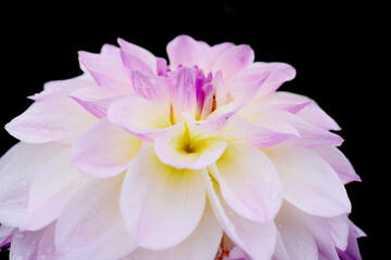 pink dahlia flower