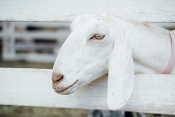 Fototapeta premium Funny face a white goat. A cute goat smiles at the camera