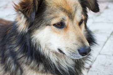 Close-up portrait of a stray dog. Multi-colored dog on the street.